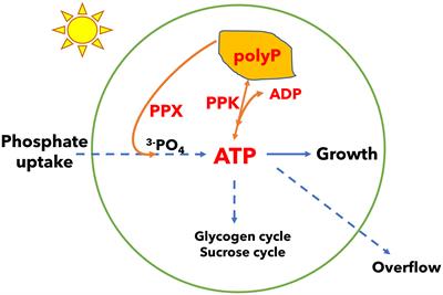 Polyphosphate kinase deletion increases laboratory productivity in cyanobacteria